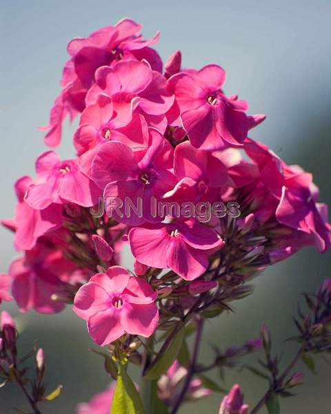 Phlox