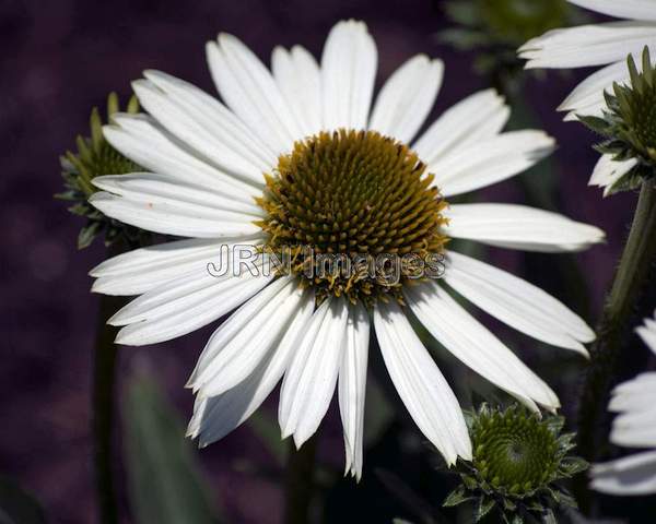 Echinacea