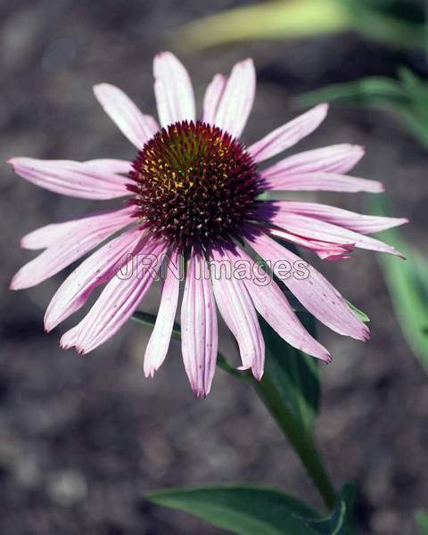 Echinacea