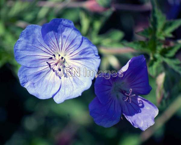 Geranium