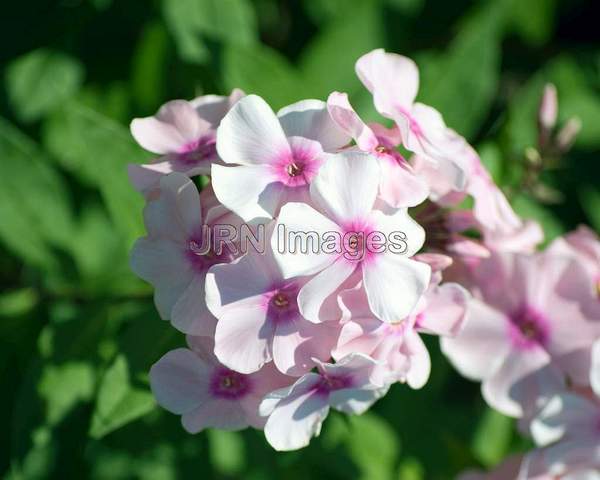 Phlox