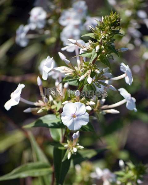 Phlox