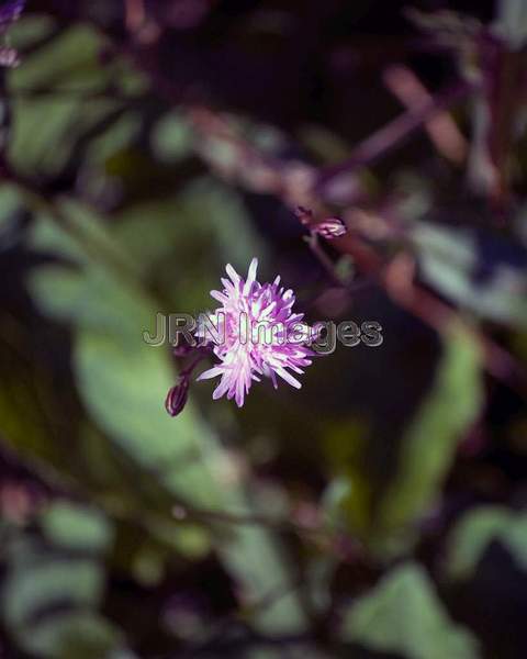 Lychnis