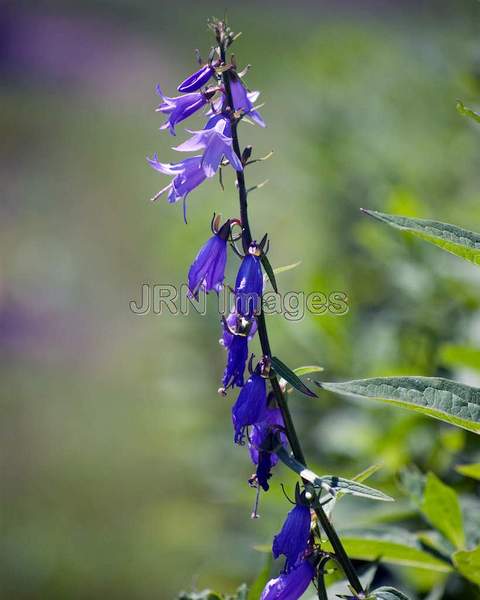 Phlox