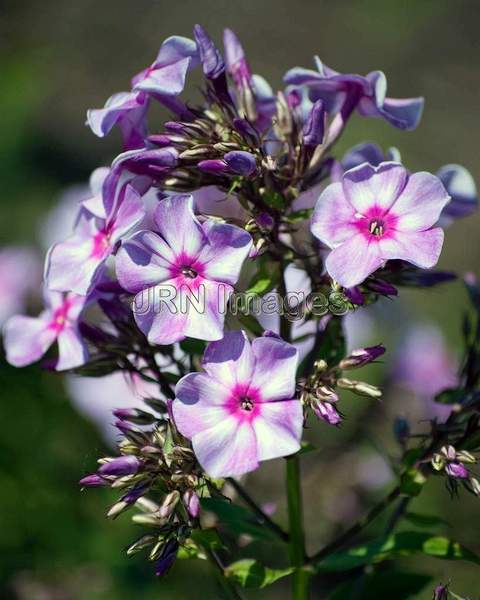 Phlox