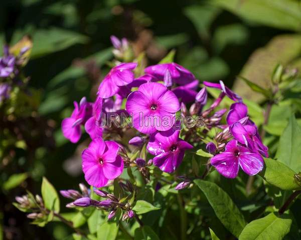 Phlox