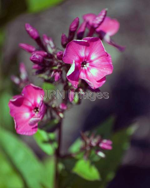 Phlox