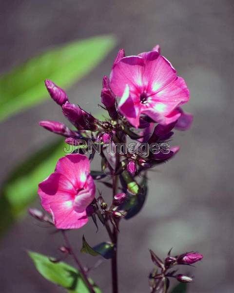 Phlox