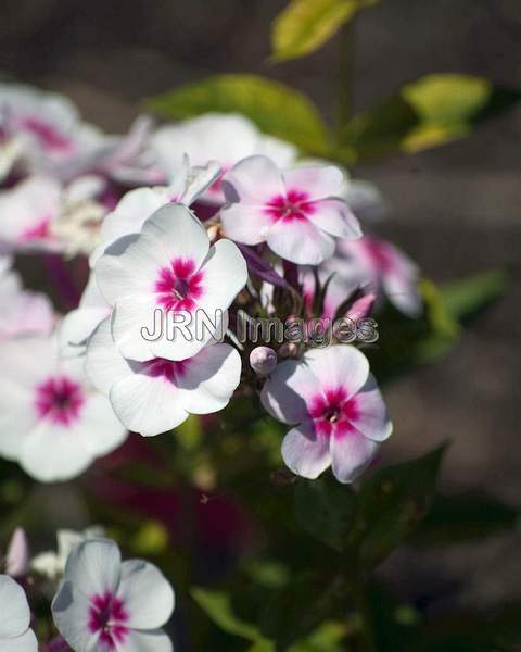 Phlox