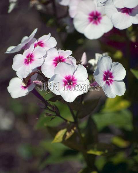 Phlox