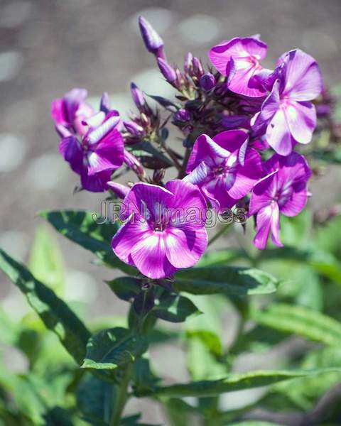 Phlox