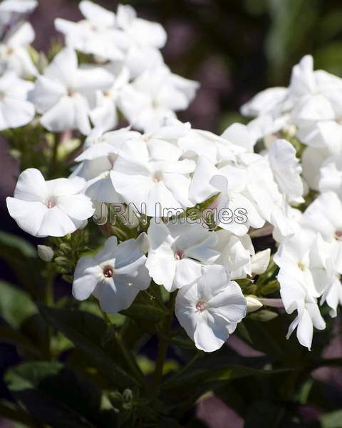 Phlox