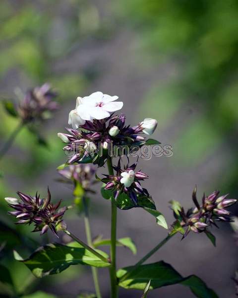 Phlox