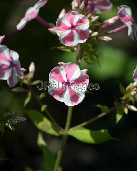 Phlox