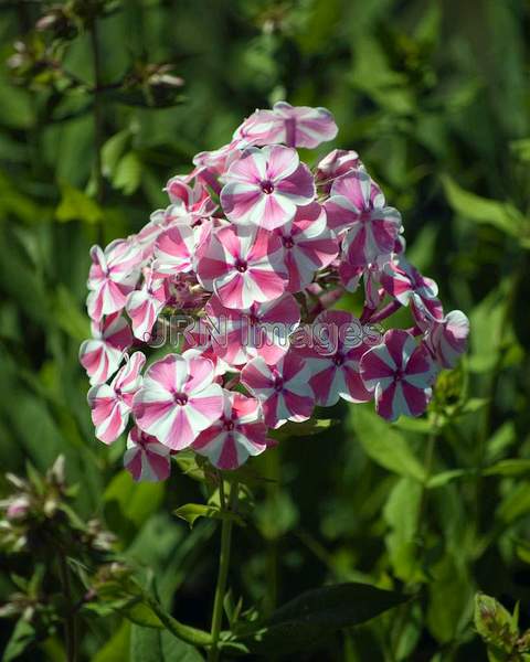 Phlox