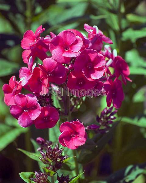 Phlox