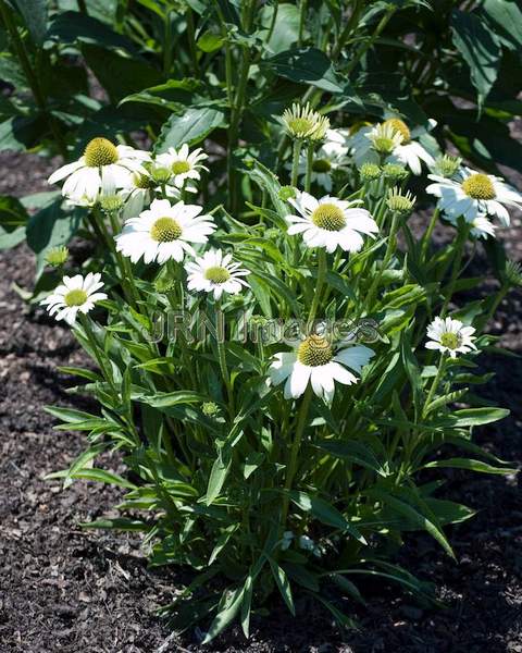 Echinacea