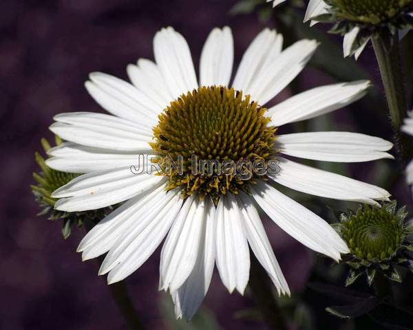 Echinacea