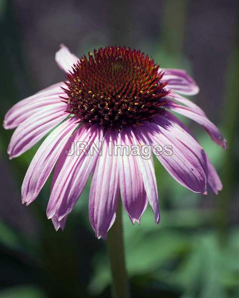 Echinacea