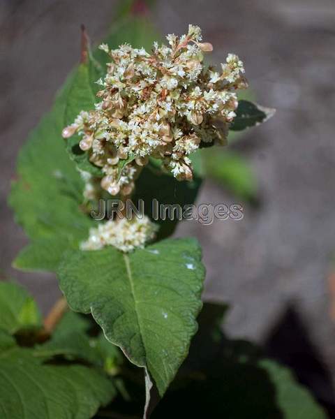 Knotweed