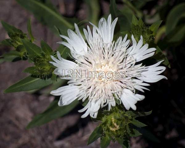 Aster