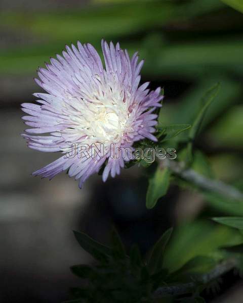 Aster