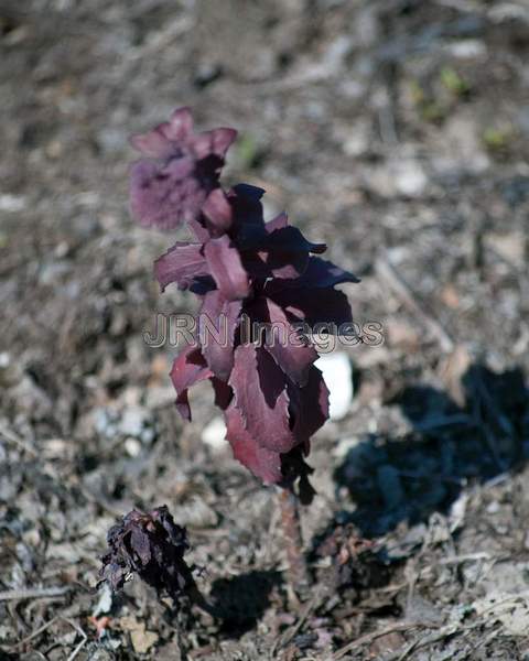 Sedum