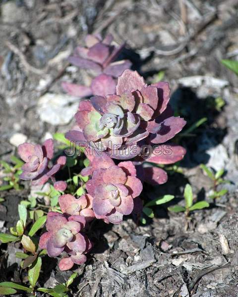 Sedum