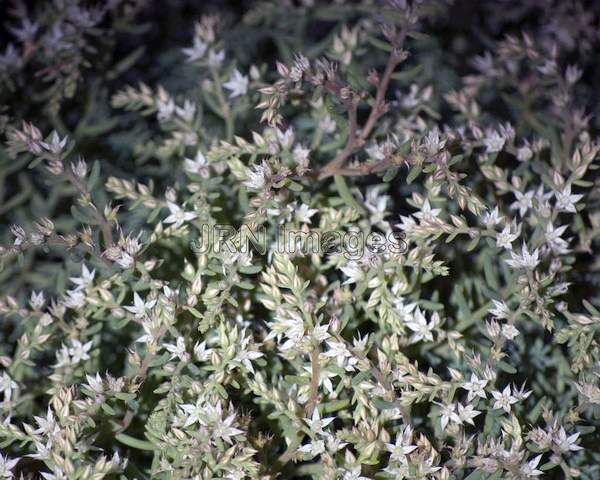 Sedum