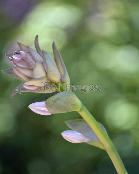 Hosta