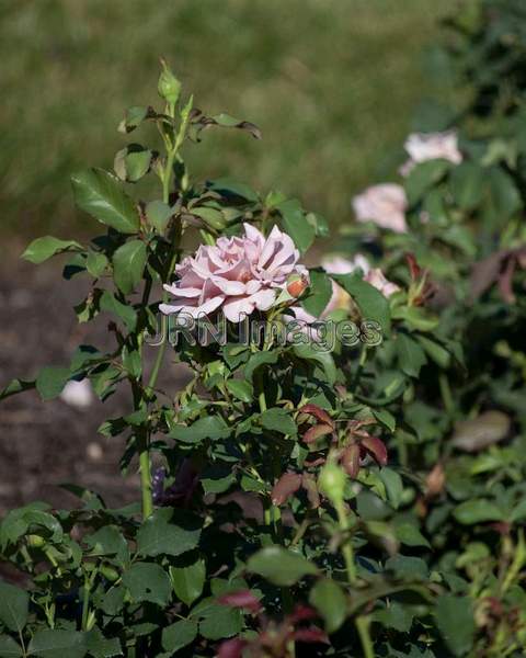 Floribunda