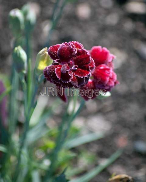 Dianthus