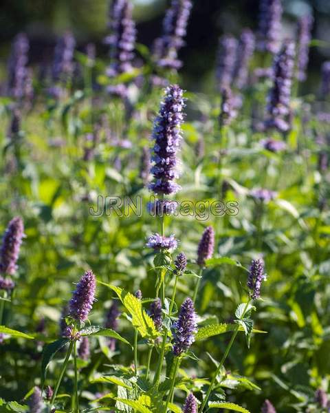 Hyssop