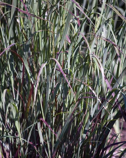 Panicum