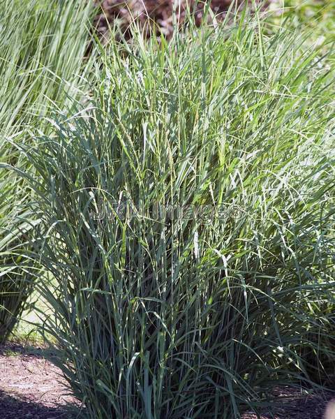 Panicum