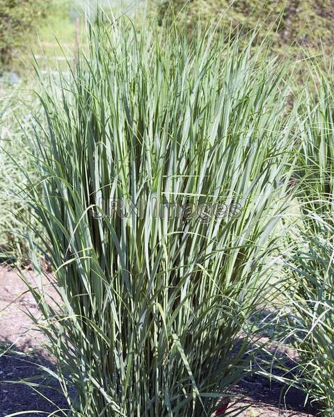 Panicum