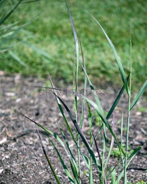 Panicum