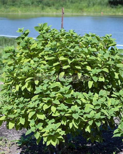 Hydrangea