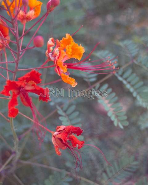 Mexican Bird of Paradise