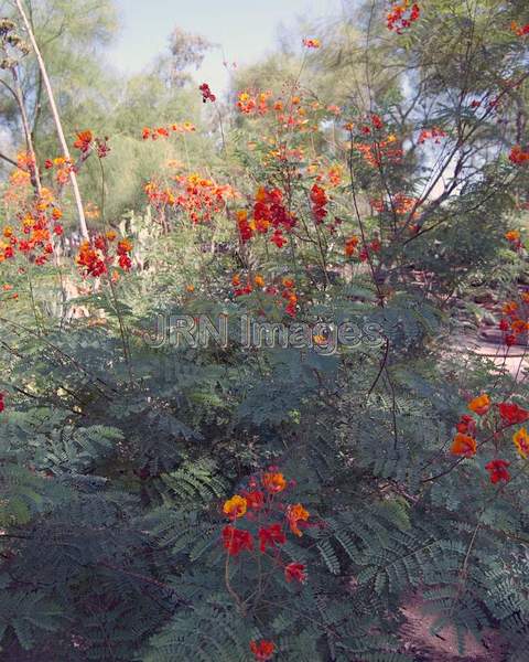 Mexican Bird of Paradise