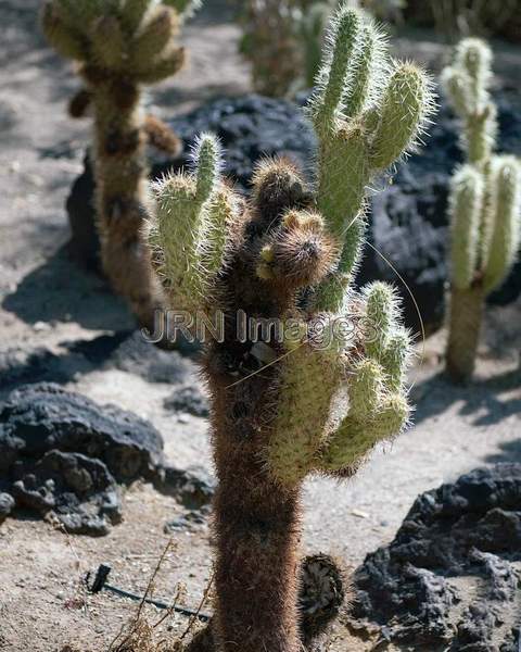 Teddy Bear cholla