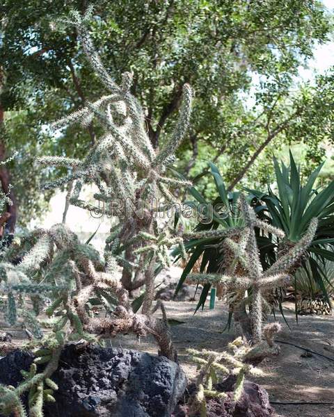 Hedgehog Cactus