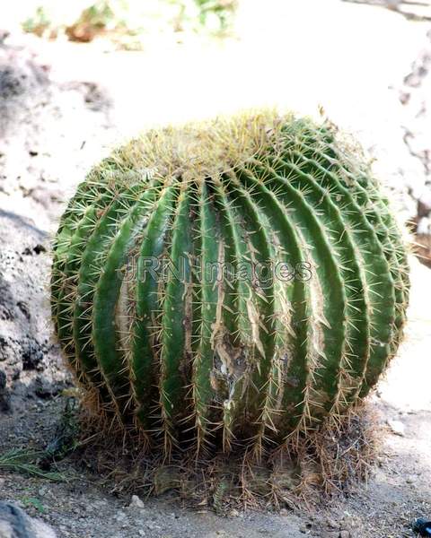 Echinocactus Grusonii