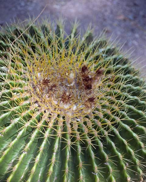 Echinocactus Grusonii