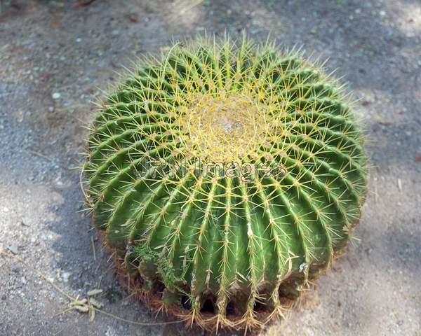 Echinocactus Grusonii