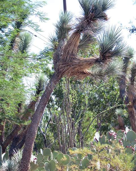 Dwarf Joshua Tree