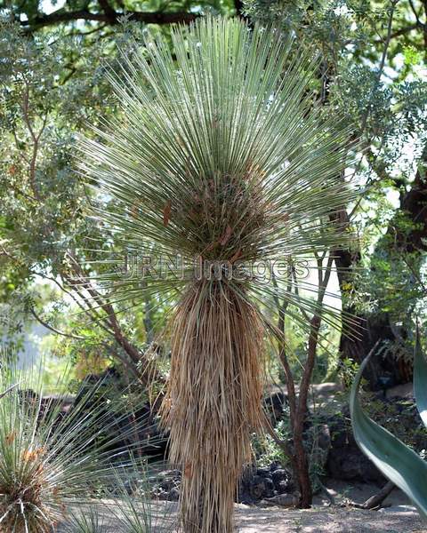 Echinocactus Grusonii