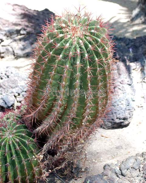 Red Barrel Cactus