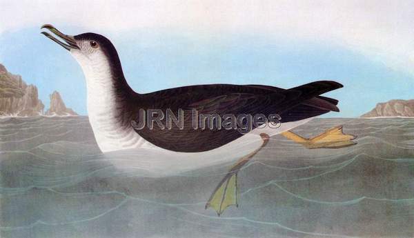 Manx Shearwater