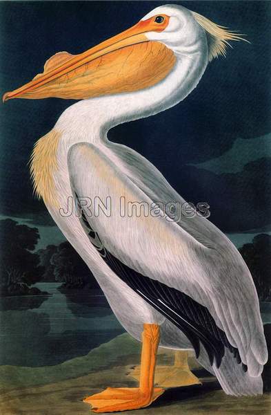 American White Pelican